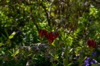 © Copyright Raphael Kessler - Britain - Scotney 10