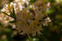 © Copyright Raphael Kessler - Britain - Scotney 11