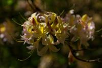 © Copyright Raphael Kessler - Britain - Scotney 12