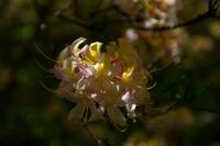 © Copyright Raphael Kessler - Britain - Scotney 13