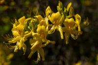 © Copyright Raphael Kessler - Britain - Scotney 14