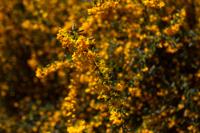 © Copyright Raphael Kessler - Britain - Scotney 16