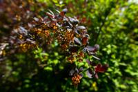 © Copyright Raphael Kessler - Britain - Scotney 4