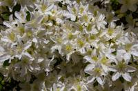 © Copyright Raphael Kessler - Britain - Scotney 5