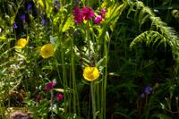 © Copyright Raphael Kessler - Britain - Scotney 8