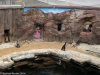 © Copyright Raphael Kessler - Britain - Seal Sanctuary 1