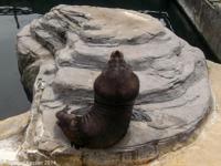 © Copyright Raphael Kessler - Britain - Seal Sanctuary 2