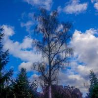 © Copyright Raphael Kessler - Britain - Sheffield Park 13