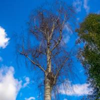 © Copyright Raphael Kessler - Britain - Sheffield Park 14