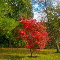 © Copyright Raphael Kessler - Britain - Sheffield Park 15
