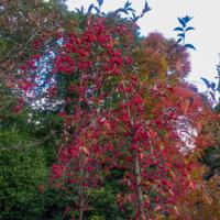 © Copyright Raphael Kessler - Britain - Sheffield Park 17