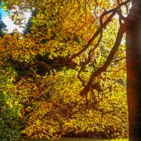 © Copyright Raphael Kessler - Britain - Sheffield Park 19