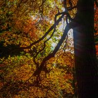 © Copyright Raphael Kessler - Britain - Sheffield Park 20