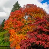 © Copyright Raphael Kessler - Britain - Sheffield Park 26