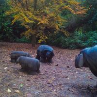 © Copyright Raphael Kessler - Britain - Sheffield Park 3