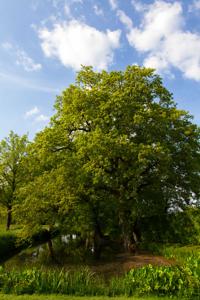 © Copyright Raphael Kessler - Britain - Sissinghurst 13