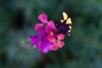 © Copyright Raphael Kessler - Britain - Sissinghurst 4