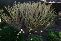 © Copyright Raphael Kessler - Britain - Sissinghurst 7