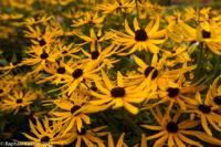 © Copyright Raphael Kessler - Britain - Sizergh 10