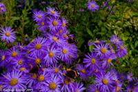 © Copyright Raphael Kessler - Britain - Sizergh 7