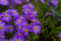 © Copyright Raphael Kessler - Britain - Sizergh 8