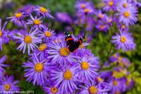 © Copyright Raphael Kessler - Britain - Sizergh 9