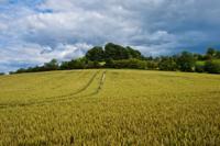 © Copyright Raphael Kessler - Britain - Therfield Walk 11