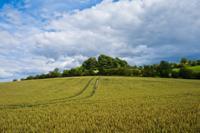 © Copyright Raphael Kessler - Britain - Therfield Walk 12