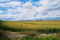 © Copyright Raphael Kessler - Britain - Therfield Walk 13