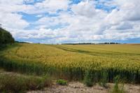 © Copyright Raphael Kessler - Britain - Therfield Walk 14