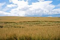 © Copyright Raphael Kessler - Britain - Therfield Walk 15