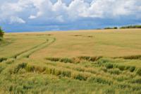 © Copyright Raphael Kessler - Britain - Therfield Walk 16