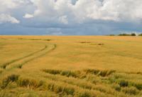 © Copyright Raphael Kessler - Britain - Therfield Walk 17