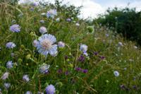 © Copyright Raphael Kessler - Britain - Therfield Walk 19