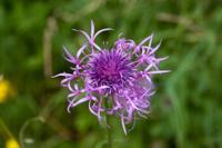 © Copyright Raphael Kessler - Britain - Therfield Walk 20