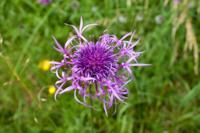 © Copyright Raphael Kessler - Britain - Therfield Walk 21