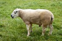 © Copyright Raphael Kessler - Britain - Therfield Walk 24