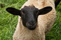 © Copyright Raphael Kessler - Britain - Therfield Walk 25