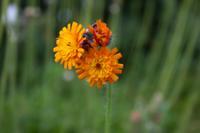 © Copyright Raphael Kessler - Britain - Therfield Walk 3