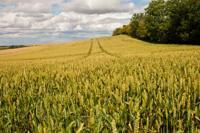 © Copyright Raphael Kessler - Britain - Therfield Walk 8