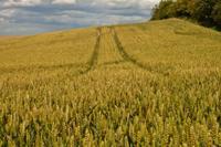 © Copyright Raphael Kessler - Britain - Therfield Walk 9