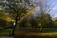 © Copyright Raphael Kessler - Britain - Tree Cathedral 1