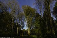 © Copyright Raphael Kessler - Britain - Tree Cathedral 10