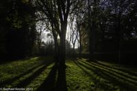 © Copyright Raphael Kessler - Britain - Tree Cathedral 11