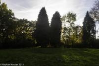 © Copyright Raphael Kessler - Britain - Tree Cathedral 13