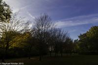 © Copyright Raphael Kessler - Britain - Tree Cathedral 20