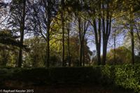© Copyright Raphael Kessler - Britain - Tree Cathedral 4
