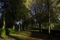 © Copyright Raphael Kessler - Britain - Tree Cathedral 6