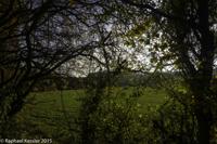 © Copyright Raphael Kessler - Britain - Tree Cathedral 7