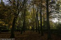 © Copyright Raphael Kessler - Britain - Tree Cathedral 9